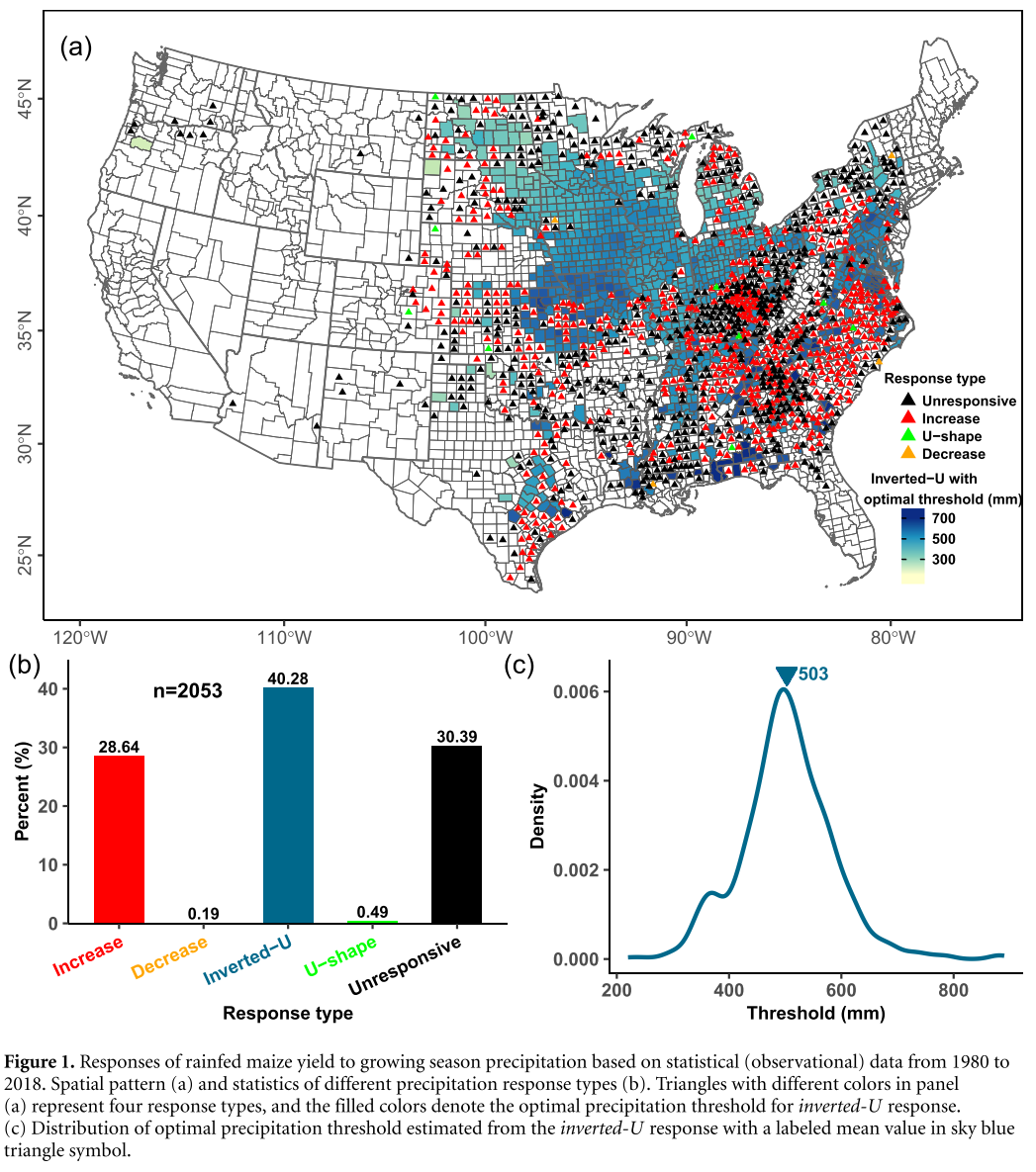 Precipitation responses of maize yield